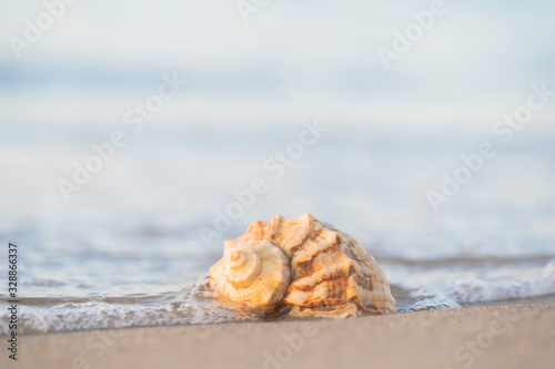 beautiful shell lies on the beach, next to the azure water of the sea