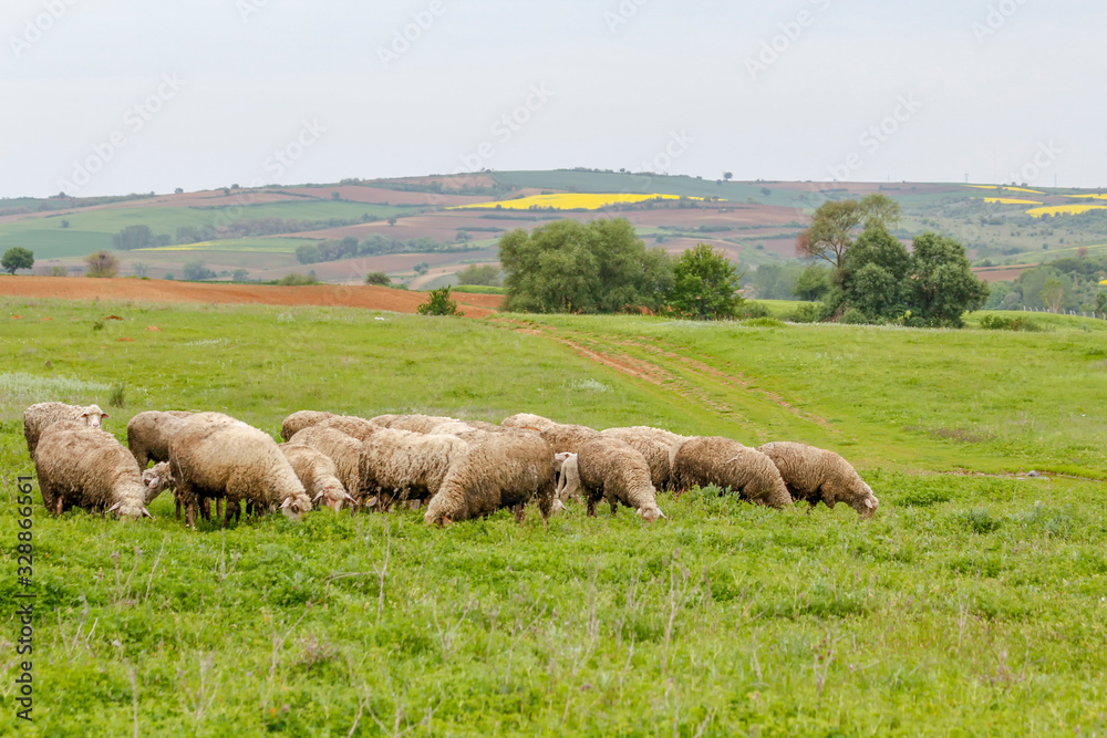 Obraz premium Old shepherd grazing his sheep in Turkey