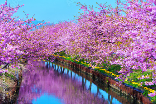 水面に映る満開の河津桜 (三重県松阪市笠松・河津桜ロード)