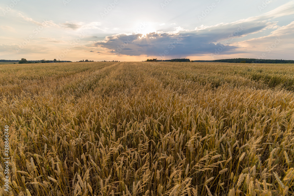 Landscape with the setting sun over a field of grain