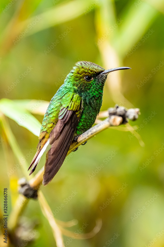 Fototapeta premium Amazilia decora, Charming Hummingbird, bird feeding sweet nectar from flower pink bloom. Hummingbird behaviour in tropic forest, nature habitat in Corcovado NP, Costa Rica. Two bird in fly, wildlife.