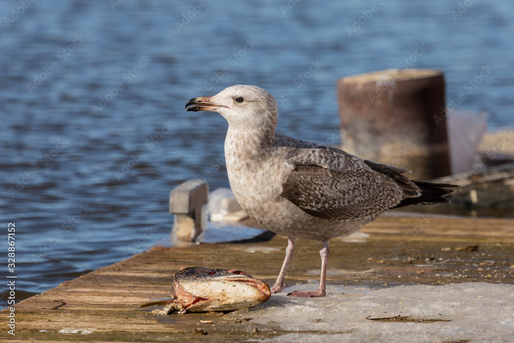Bird. A seagull in a port eats a fish head. Bird. A seagull in a port eats a fish head.