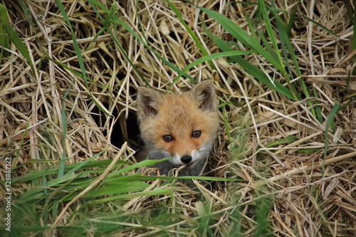 Fotografie baby red fox in grass
