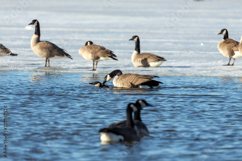 Goose. Canadian Geese. Mating canadian geese. Serial  of 13 pictures. © Denny