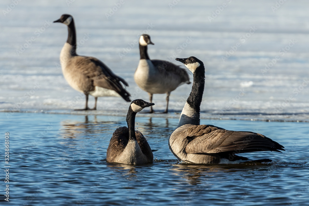 Goose. Canadian Geese. Mating canadian geese. Serial of 13 pictures. Goose. Canadian Geese. Mating canadian geese. Serial of 13 pictures.