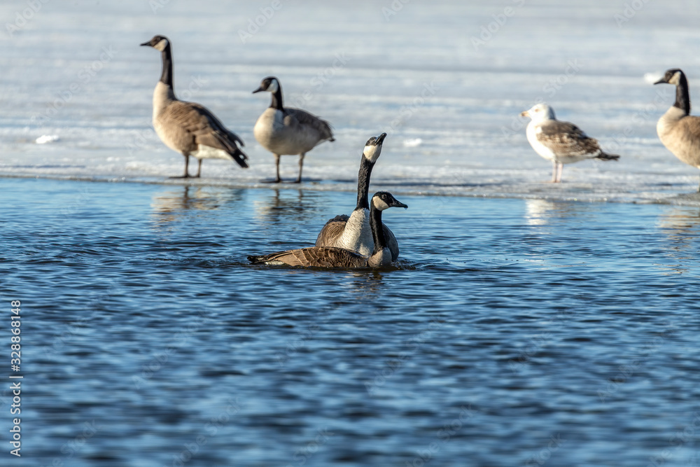 Goose. Canadian Geese. Mating canadian geese. Serial of 13 pictures. Goose. Canadian Geese. Mating canadian geese. Serial of 13 pictures.