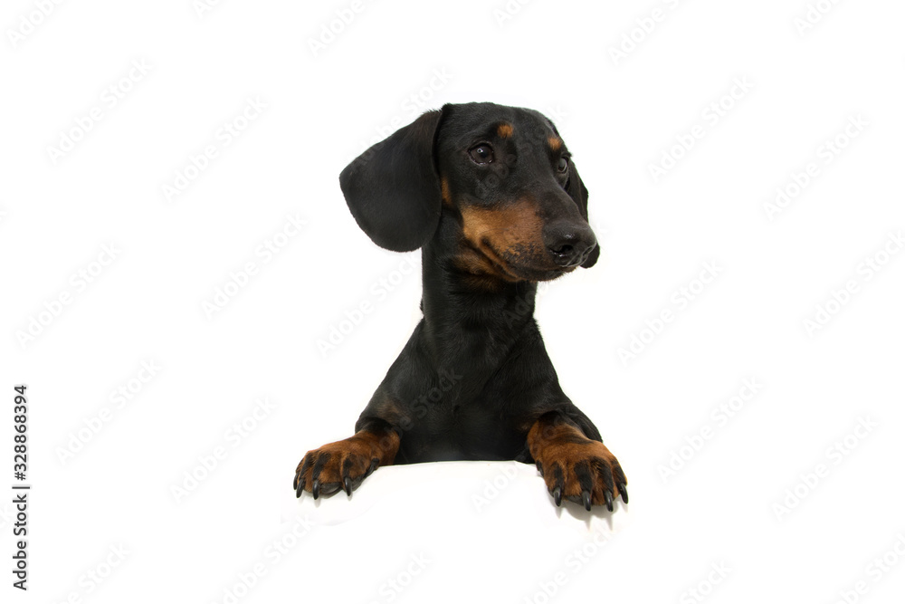 dachshund dog  with paws over black edge. looking side Tilting head side. Isolated on white background.