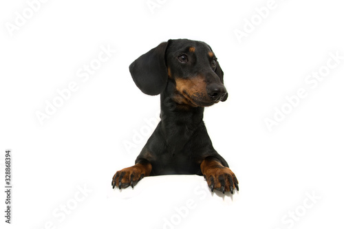 Fototapeta Naklejka Na Ścianę i Meble -  dachshund dog  with paws over black edge. looking side Tilting head side. Isolated on white background.