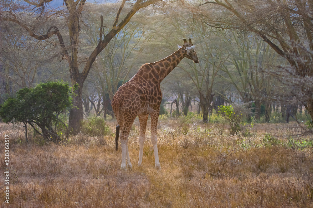 Obraz premium Kenya. Africa. National Park. Giraffe is on the background of trees. Giraffe in the tropics. Giraffe in a nature Park. Animals in the wild. Travelling to Kenya. Fauna Of Africa. Nature Of Africa.