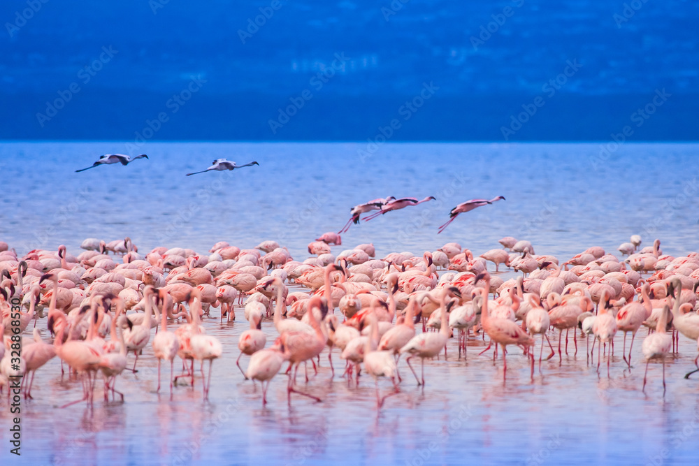 Africa. Kenya. The Lake Nakuru. Flamingo. A flock of flamingos. Nature Kenya. Birds Of Africa. Fauna Of Africa. Nakuru nature reserve. Travelling to Kenya.
