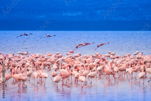 Africa. Kenya. The Lake Nakuru. Flamingo. A flock of flamingos. Nature Kenya. Birds Of Africa. Fauna Of Africa. Nakuru nature reserve. Travelling to Kenya.