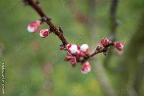 Rote Pfirsichblüten im Frühling