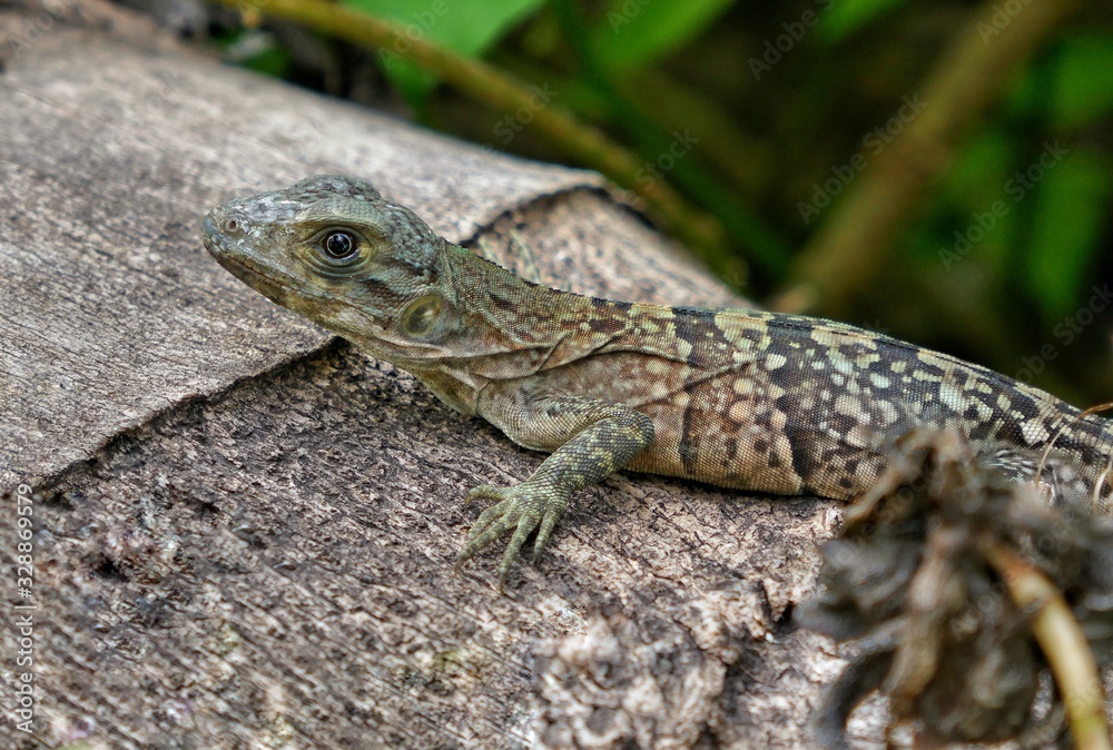 Belize – Iguana lizard at Half Moon Caye Island Belize – Iguana lizard at Half Moon Caye Island