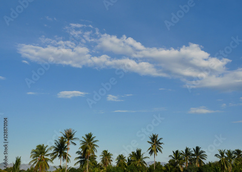 Coconut palm tree with Cumulus cloud on beautiful blue sky   Fluffy clouds formations at tropical zone  Thailand
