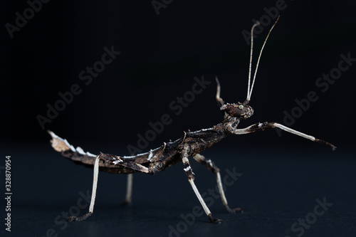 Sun Gaya Stick Insect on black background