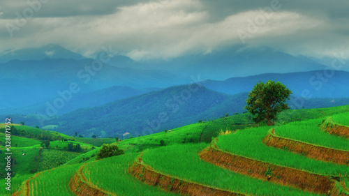 Landscape of paddy, rice farm in valley that plant in ladder along rim of mountains with misty / foggy background