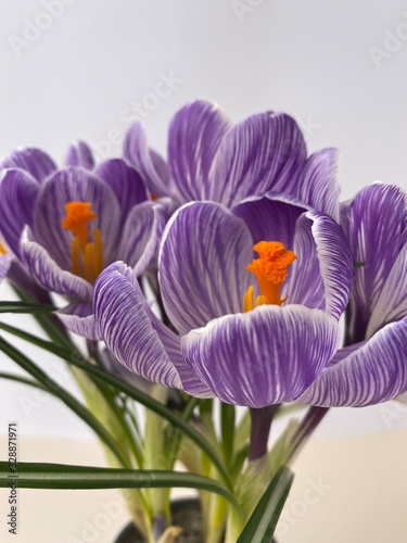 crocus isolated on white background