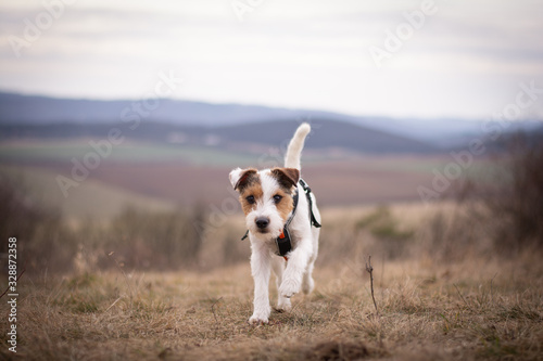Parson Russell Terrier - Running