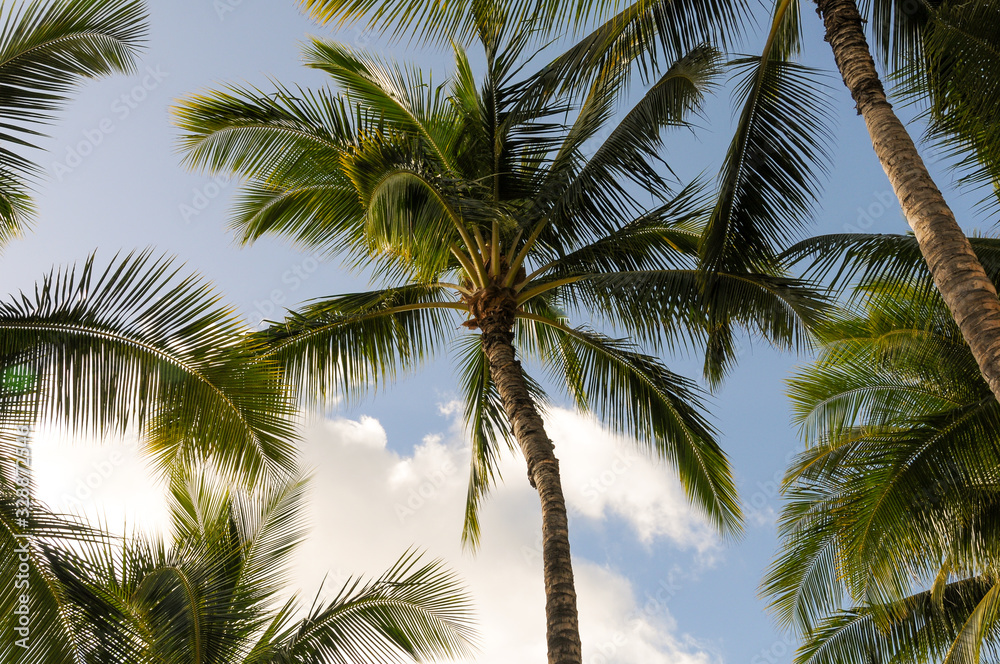 Fototapeta premium view from below palm tree. Looking up at palm tree