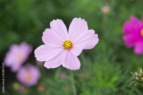 One pink mexican aster flower in a flowerbed against a background of green leaves.