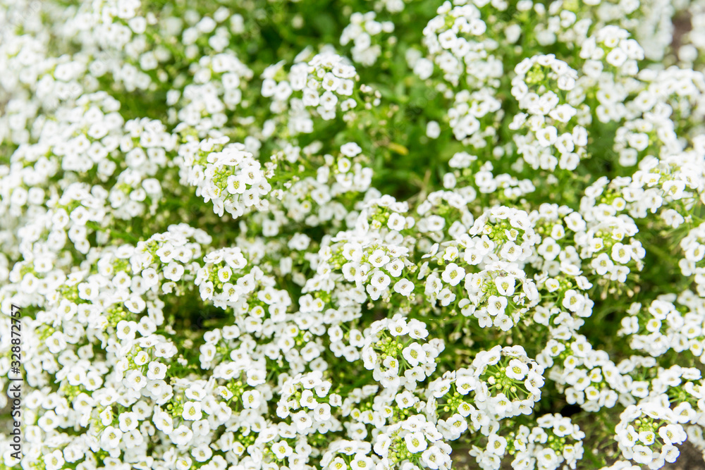 Large bush with small white flowers. Close-up. Background. Large bush with small white flowers. Close-up. Background.
