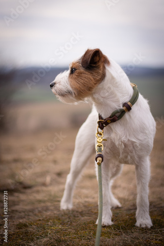 Parson Russell Terrier with elegant collar and leash photo