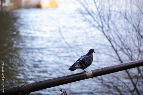 Taube