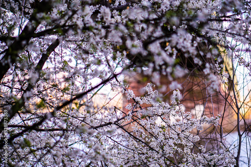 Frühling in Mainz