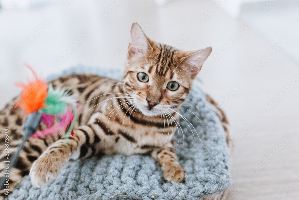 Bengalkatze Kitten Hauskatze Katzenspielzeug