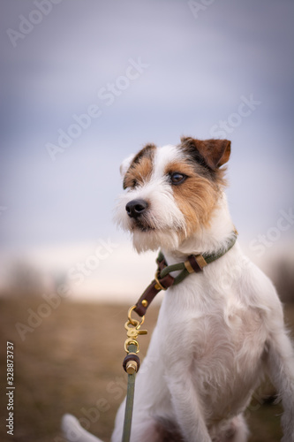 Parson Russell Terrier with elegant collar and leash photo