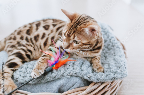 Bengalkatze Kitten Hauskatze