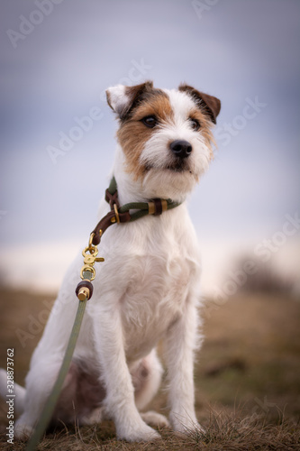 Parson Russell Terrier with elegant collar and leash photo