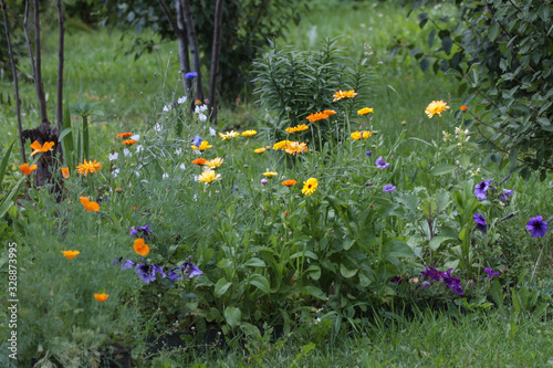 flower meadow in the middle of the forest