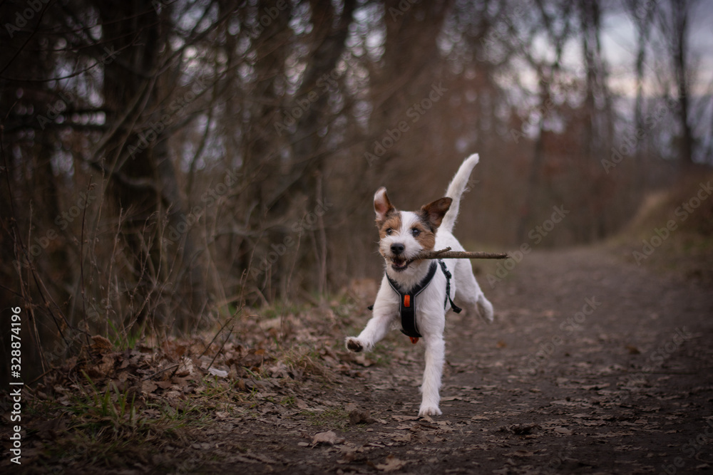 Running Parson Russell Terrier with a stick