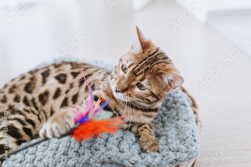 Fototapeta Naklejka Na Ścianę i Meble -  Bengalkatze Kitten Hauskatze