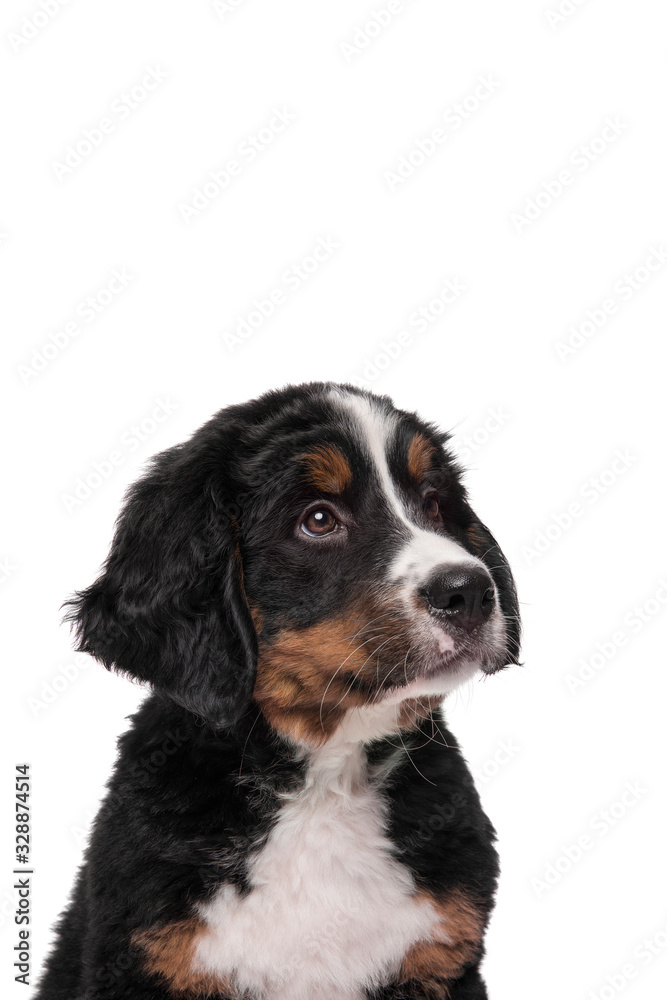 Portrait of a bernese mountain dog puppy looking up on a white background