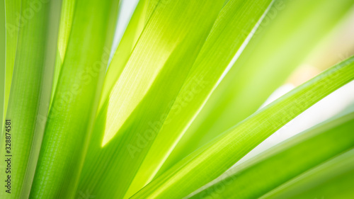 Closeup tropical green leaf textured on blurred background. Nature background for banner and cover page concept.