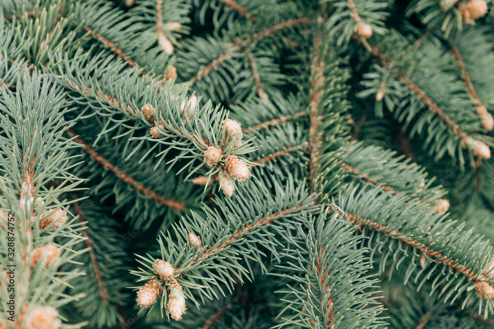 Wide green spruce branches in spring with young shoots and cones that have just appeared.