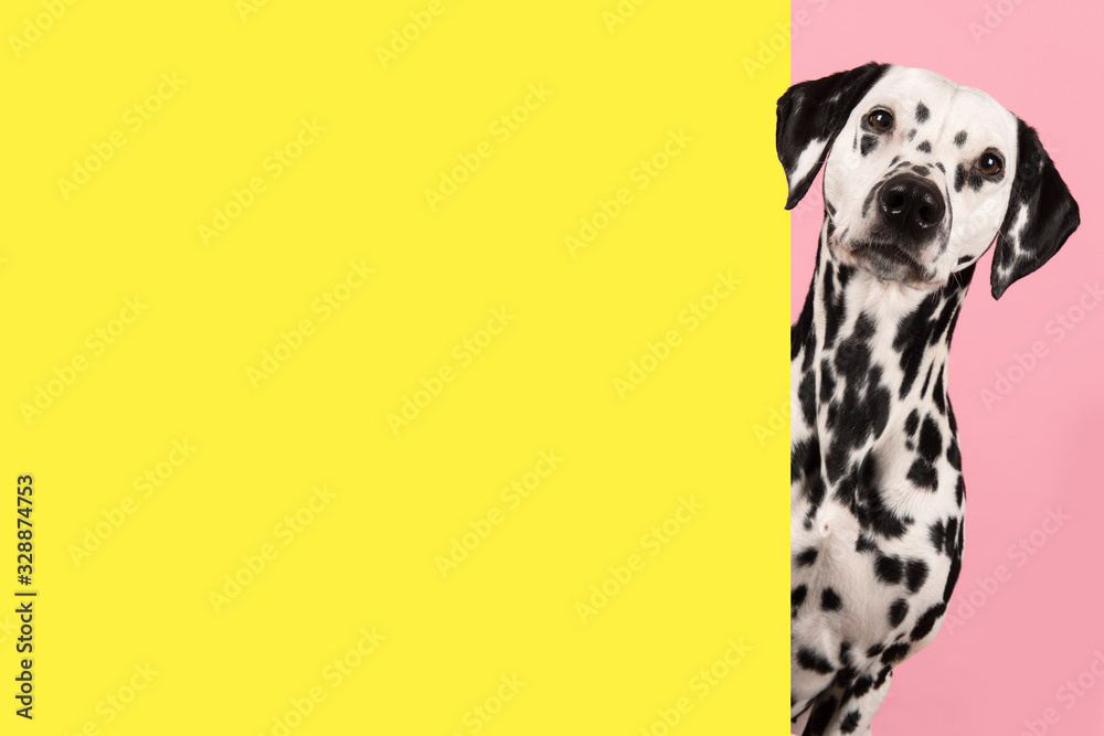 Portrait of a dalmatian dog on a pink background looking around the corner of an yellow empty board with space for copy