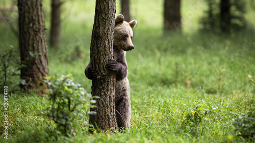 Photography Shy brown bear, ursus arctos, standing in upright position on rear legs in forest