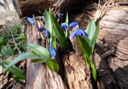 blue snowdrops sprout through a fallen oak tree in early spring