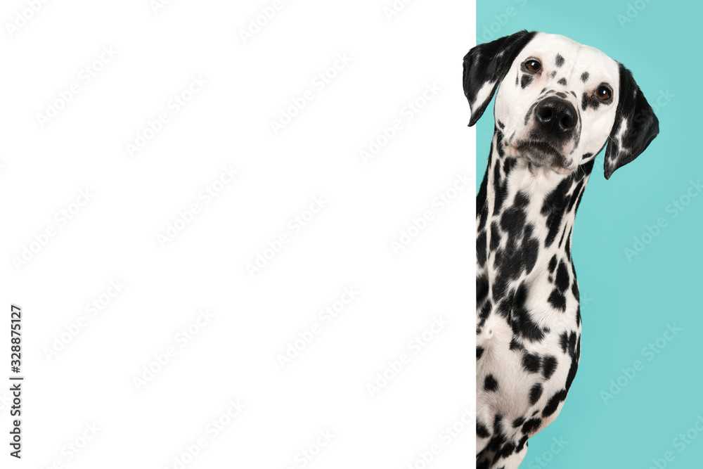Portrait of a pretty dalmatian dog looking around the corner of a white empty board with space for copy Portrait of a pretty dalmatian dog looking around the corner of a white empty board with space for copy