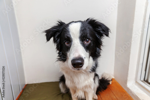 Funny portrait of cute smilling puppy dog border collie indoor. New lovely member of family little dog at home gazing and waiting for reward. Funny pets animals life concept. © Юлия Завалишина