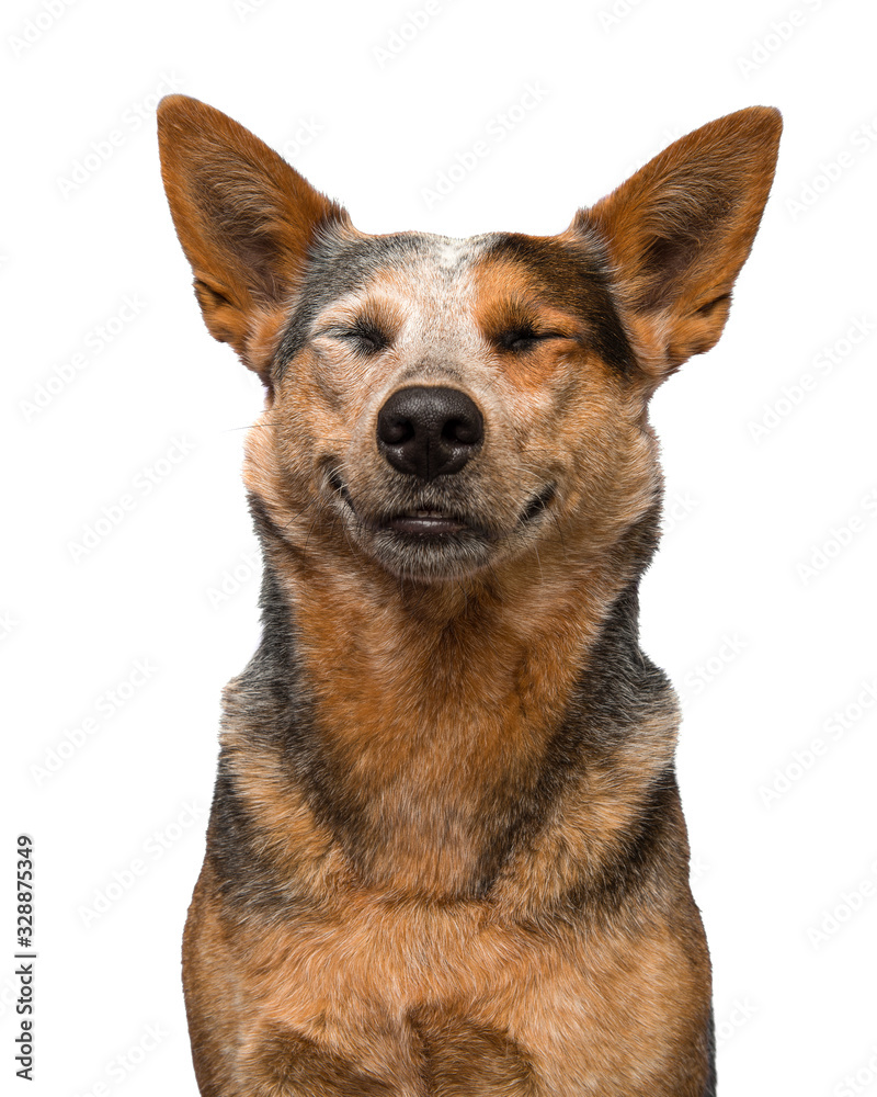 Portrait of a happy australian cattle dog on a white background looking content smiling and eyes closed