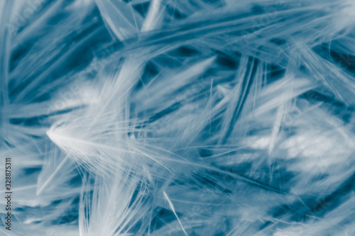 Beautiful abstract colorful gray and blue feathers on white background and soft white feather texture on blue pattern and blue background, colorful feather, white banners