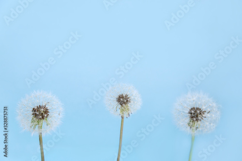 Three blooming fluffy white dandelions on a blue background.