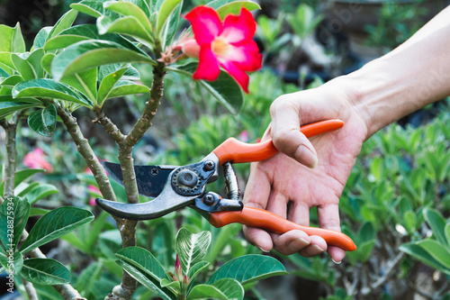 Foto Gardener pruning trees with pruning shears on nature background.