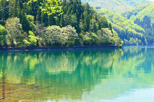 Fototapeta Naklejka Na Ścianę i Meble -  新緑の沼沢湖。金山、福島、日本。５月中旬。