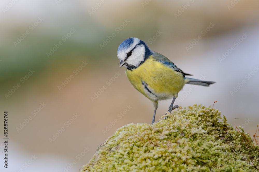 Obraz premium Blaumeise (Parus caeruleus)