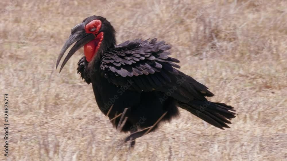Southern Ground Hornbill Walking Fast On The Grassy Meadow In Botswana On A Hot Sunny Weather - Closeup Shot Southern Ground Hornbill Walking Fast On The Grassy Meadow In Botswana On A Hot Sunny Weather - Closeup Shot
